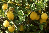 20110609201145-limones1.jpg